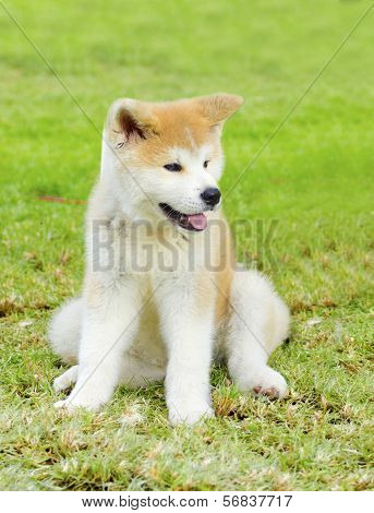 Akita Inu