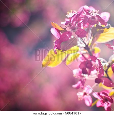 Apple Blossom Macro