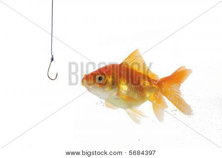 Guld fisk og Metal Tom krog på hvid baggrund