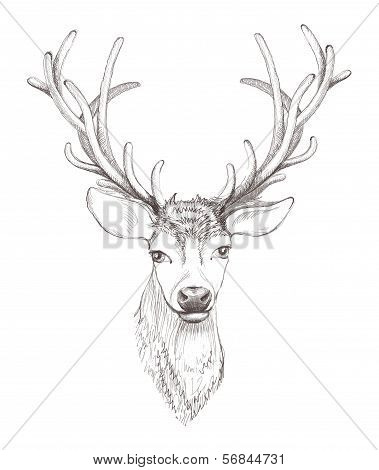Vector deer head isolated.