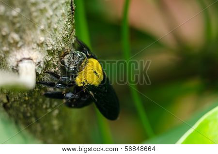 Carpenter Bee In Nature
