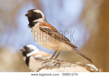 Cape Sparrow (passer Melanurus)