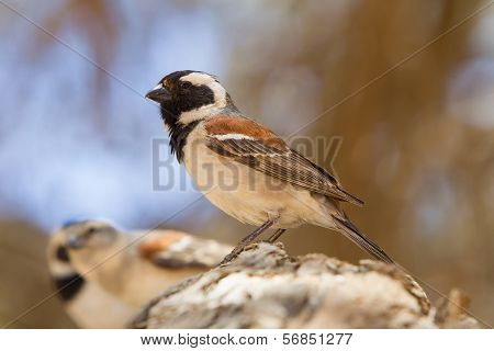 Cape Sparrow (passer Melanurus)