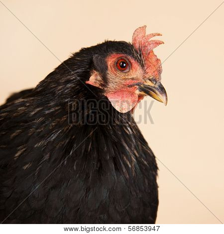 Black Chabo chicken in studio on cream background