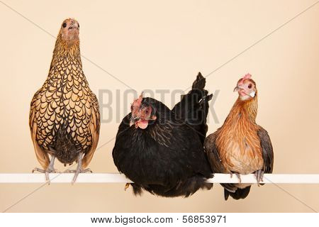 Three different chicken on stick in studio