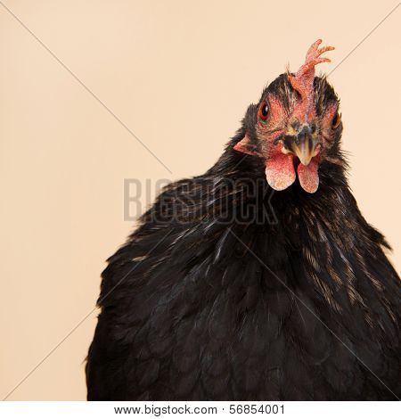 Black Chabo chicken in studio on cream background