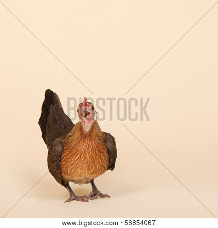 Serama chicken in studio on cream background