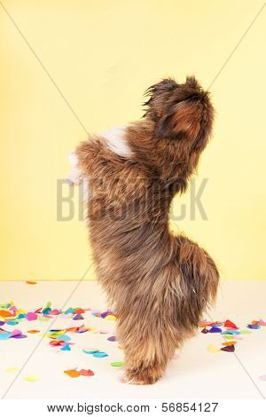 Lhasa Apso dancing in confetti in front of yellow background