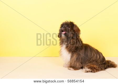 Portrait Lhasa apso in front of yellow background