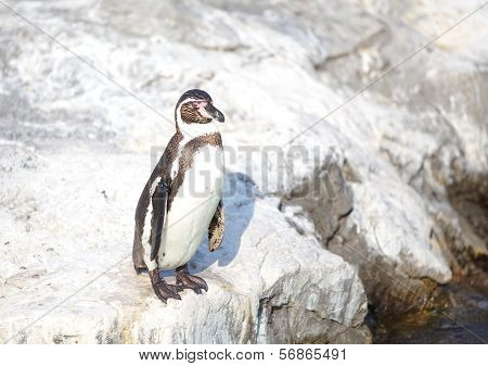 The little penguin