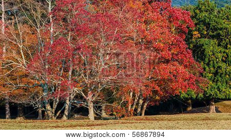 Autumn Laves At Nara Park In Nara