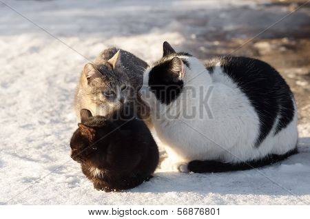 Three Cats Sits On A Snow
