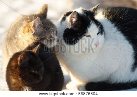 Three Cats Friends