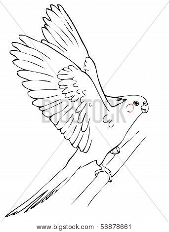 flying parrot