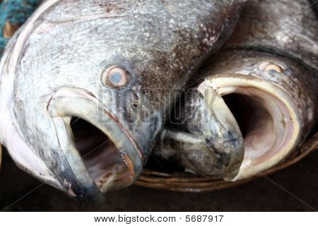 Sfondo pesce bocca aperta