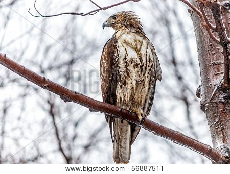 Red-tailed Hawk