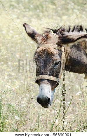 Donkey In The Field