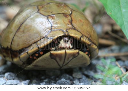 Schildkröten in der Schale