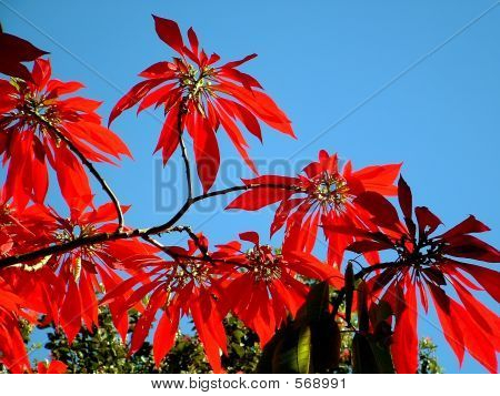 Poinsettia