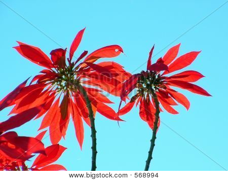 Poinsettia