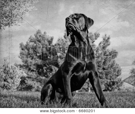 Cane Corso masztiff portré