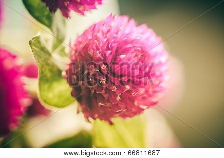 Globe Amaranth Or Bachelor Button Flower Vintage Color