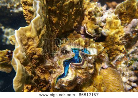 coral reef