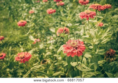 Zinnia Flower Vintage
