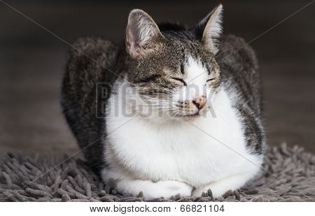 Siamese Cat Sitting On Carpet