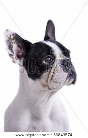 White And Black French Bulldog Profile