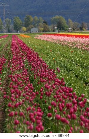 Tulpen 5