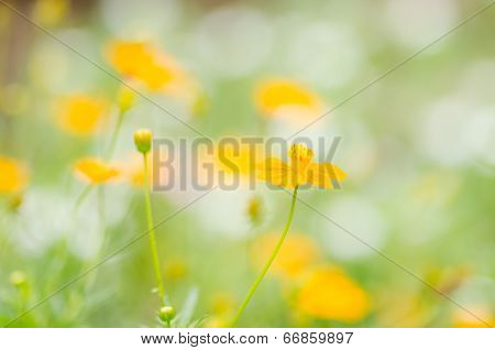 Cosmos Sulphureus Flower