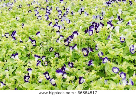 Torenia Or Wishbone Flowers