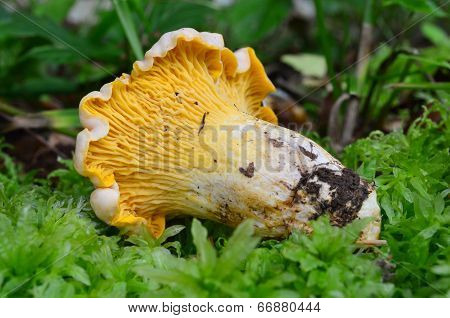 Chantarelle In A Moss