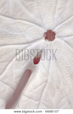 砂ドル