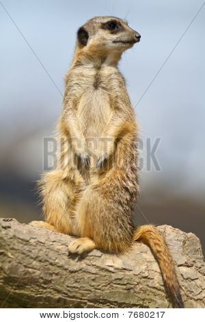 Meercat на дежурстве