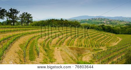 Collio Vineyards