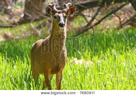 Buck whitetailed cervo