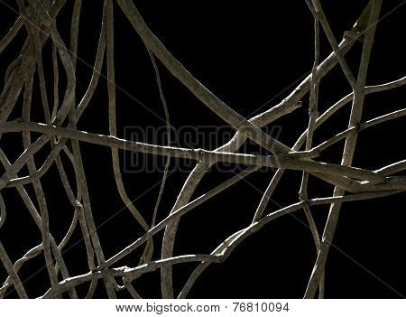 Wood network