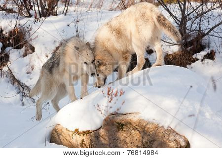 Wolf Affection