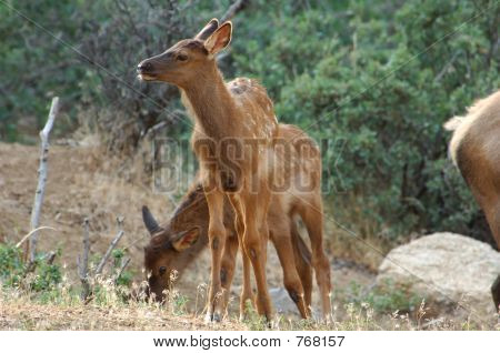 Elk Baby