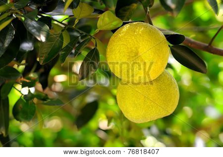 Grapefruit