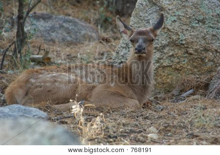Baby Spotted Elk