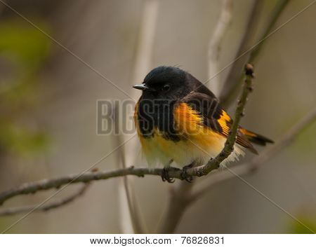 American Redstart