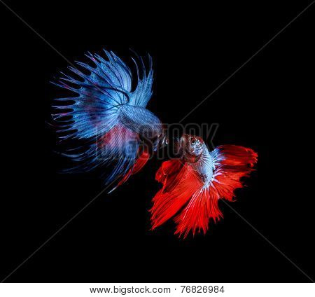 Red And Blue Betta Fighting Fish Top Form Preparing To Fight Isolated Black Background