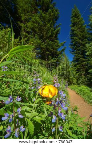 Wanderweg in den Bergen