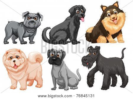 Set of different breed of dogs