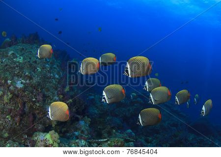 School Redtail Butterflyfish