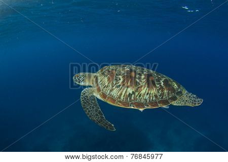 Green Sea Turtle (Chelonia mydas)