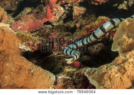 Banded Sea Snake